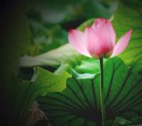 pic for lotus 1440x1280